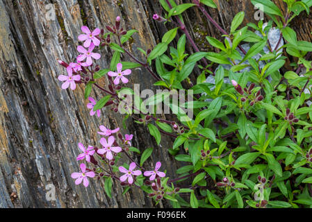 Soapwort rosa / Rock / soapwort tumbling Ted (Saponaria ocymoides) in fiore nelle Alpi Foto Stock