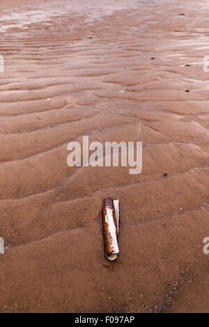 Un ritratto fotografia di un rasoio Shell, Ensis arcuatus, sulla spiaggia. Foto Stock