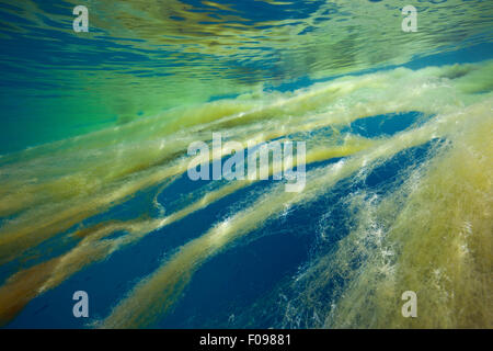 Marine Mucillagine nell Oceano, isole Florida, Isole Salomone Foto Stock