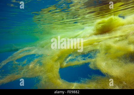 Marine Mucillagine nell Oceano, isole Florida, Isole Salomone Foto Stock