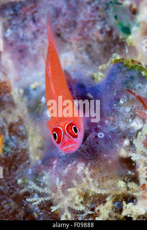 Anello-eyed ghiozzo, Trimma benjamin, isole Florida, Isole Salomone Foto Stock