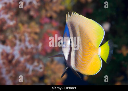 Kleins Butterflyfish, Chaetodon kleinii, isole Florida, Isole Salomone Foto Stock