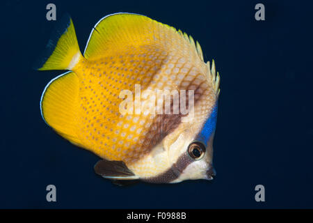 Kleins Butterflyfish, Chaetodon kleinii, isole Florida, Isole Salomone Foto Stock