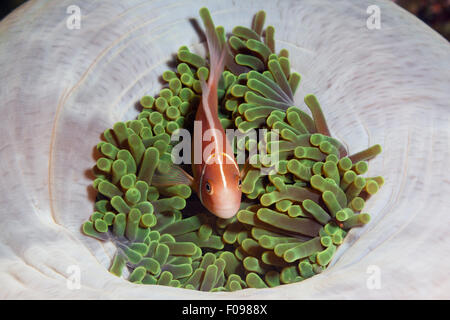 Rosa, Anemonefish Amphiprion perideraion, isole Florida, Isole Salomone Foto Stock