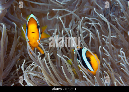 Coppia di Clarks Anemonenfish, Amphiprion clarkii, isole Florida, Isole Salomone Foto Stock