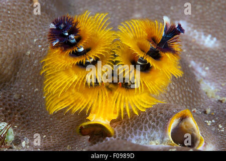 Giallo Christmas-Tree Worm, Spirobranchus giganteus, isole Florida, Isole Salomone Foto Stock