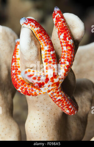 Stella cometa, Linckia multifora, Isole Russell, Isole Salomone Foto Stock