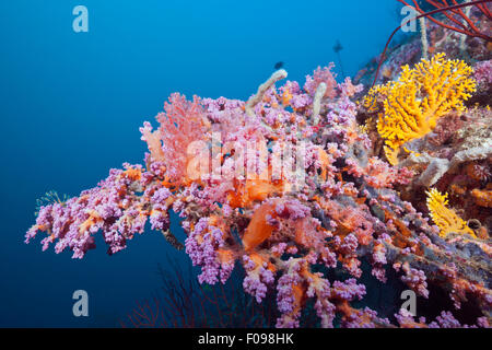 Coralli molli crescente sulla prua del relitto giapponese 2, Marovo Lagoon, Isole Salomone Foto Stock