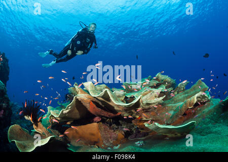 Scuba Diver sulla barriera corallina, Marovo Lagoon, Isole Salomone Foto Stock