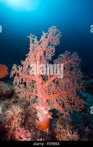 Klunzingers Soft Coral, Dendronephthya klunzingeri, Marovo Lagoon, Isole Salomone Foto Stock