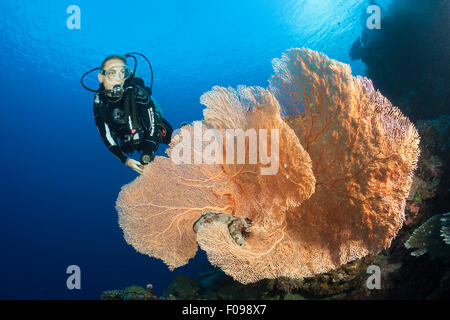 Scuba Diver sulla barriera corallina, isole Russell, Isole Salomone Foto Stock