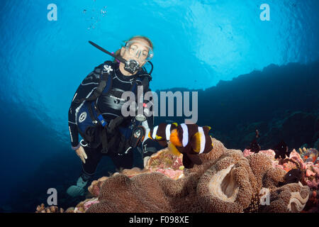 Scuba Diver guardando la coppia di Clarks Anemonenfish, Amphiprion clarkii, Isole Russell, Isole Salomone Foto Stock