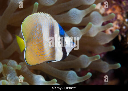 Kleins Butterflyfish, Chaetodon kleinii, isole Florida, Isole Salomone Foto Stock