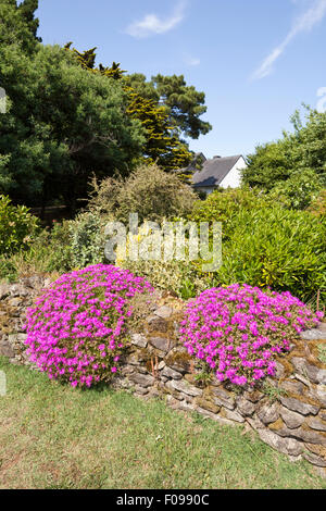 Mesembryanthemum fioritura in un giardino a er mais Pont, Sarzeau, Bretagna Francia Foto Stock