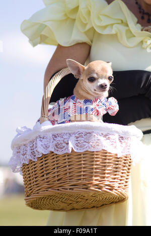 Chihuahua seduto in un cesto di vimini vestito con i colori della bandiera americana Foto Stock