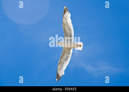 Chiudere orizzontale di una comunità Aringa Gull inflight. Foto Stock