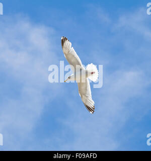 Square close up di un Europeo Aringa Gull inflight. Foto Stock