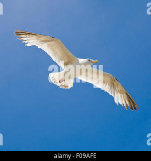 Square close up di un Europeo Aringa Gull inflight. Foto Stock