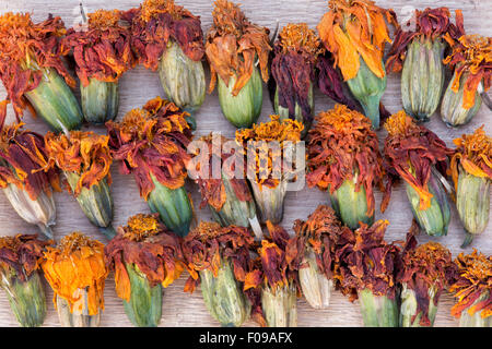 Tagetes. Calendula fiori secchi teste di seme per la raccolta e la conservazione Foto Stock