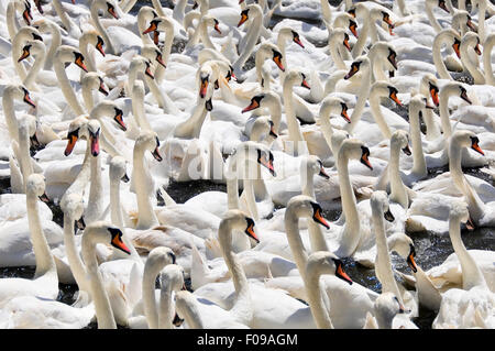 Chiudere orizzontale fino a centinaia di cigni. Foto Stock