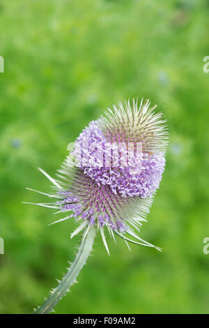 Dipsacus fullonum. Teasel in fiore contro uno sfondo verde Foto Stock