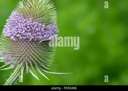 Dipsacus fullonum. Teasel in fiore contro uno sfondo verde Foto Stock