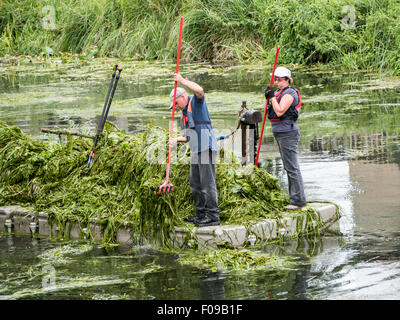 Lavoratori a cavallo di una chiatta, compensazione ricoperta dalle erbacce dal fiume Stour a Sudbury, Suffolk. Foto Stock