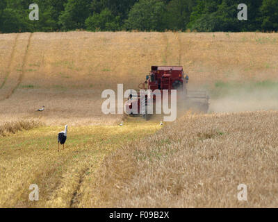 Mietitrebbia mows grano in un campo Foto Stock