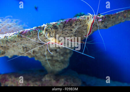 Gamberi marino Lysmata amboinensis (Cleaner gamberetti) Foto Stock