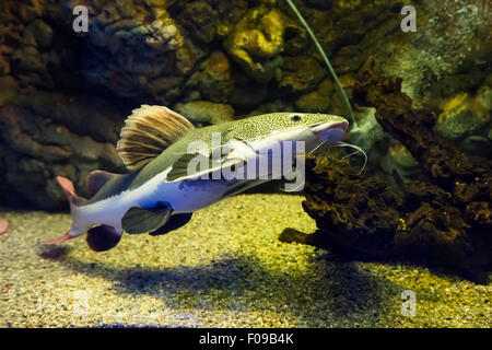 Pesci di acqua dolce - Phractocephalus hemioliopterus - redtail catfish Foto Stock