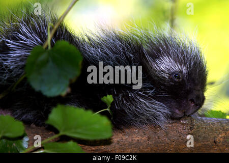 North American porcupine (Erethizon dorsatum) - Mohonk Mountain House di New Paltz, Hudson Valley, New York, Stati Uniti d'America Foto Stock