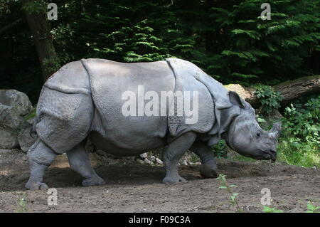 Maggiore maschio di un corno di rinoceronte indiano (Rhinoceros unicornis) Passeggiate Foto Stock