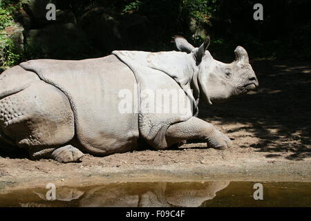 Maggiore di un corno di rinoceronte indiano (Rhinoceros unicornis), primo piano della testa Foto Stock