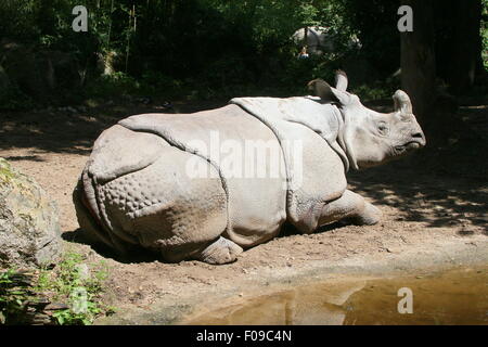 Maggiore femmina di un corno di rinoceronte indiano (Rhinoceros unicornis) appoggiato vicino ad una banca di fiume Foto Stock