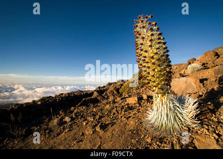 Silversword piante in fiore, Haleakala National Park, Maui, Hawaii Foto Stock