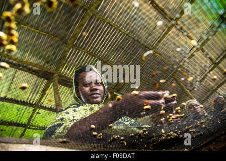 Le cooperative di caffè in Ruanda Foto Stock