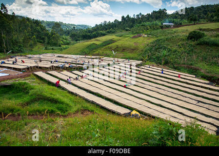 Le cooperative di caffè in Ruanda Foto Stock