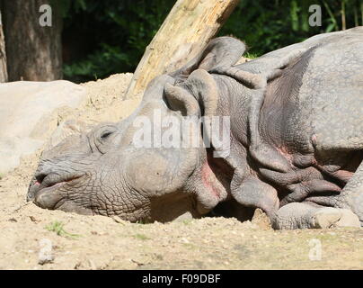 Maggiore di un corno di rinoceronte indiano (Rhinoceros unicornis), primo piano della testa durante il riposo Foto Stock