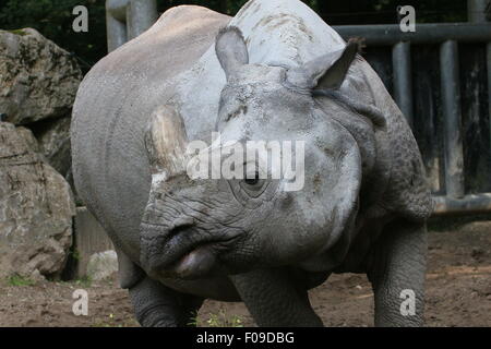 Maggiore di un corno di rinoceronte indiano (Rhinoceros unicornis), primo piano della testa Foto Stock