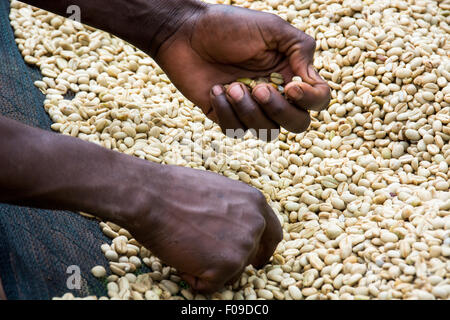 Le cooperative di caffè in Ruanda Foto Stock