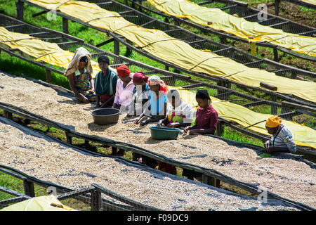 Le cooperative di caffè in Ruanda Foto Stock