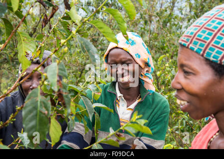 Le cooperative di caffè in Ruanda Foto Stock