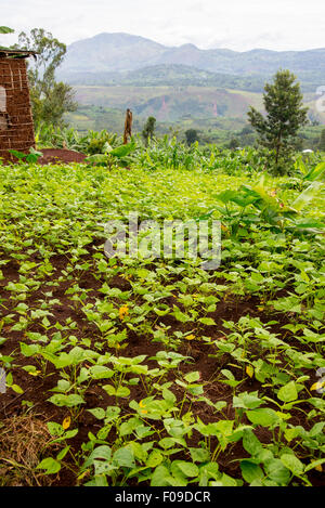 Le cooperative di caffè in Ruanda Foto Stock