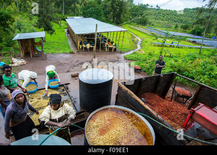 Le cooperative di caffè in Ruanda Foto Stock