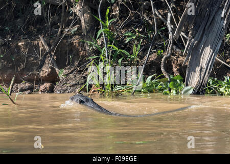 Speedy gigante Lontra di fiume nuotando vicino a piena velocità, Rio Cuiaba, Pantanal, Brasile Foto Stock