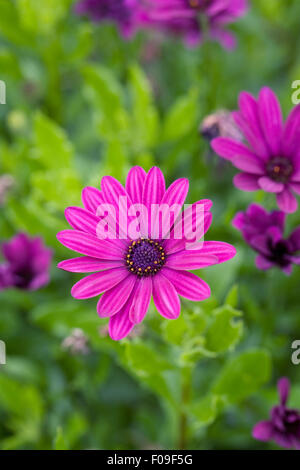 Osteospermum 'Sunny Maria' Fiori. Foto Stock