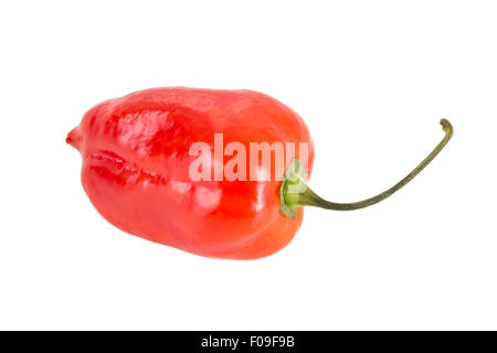 Close-up di un intero ripe rosso peperoncino habanero isolati su sfondo bianco Foto Stock