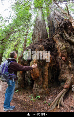 Giovane uomo su una escursione in redwood national fort nella California settentrionale Foto Stock
