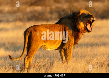 Un maschio di leone in Namibia in appoggio e sbadigliamento dopo una cattura. Foto Stock