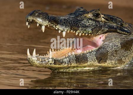 Denti di Nizza, Caimano nel fiume con la bocca aperta, Rio Cuiaba, Pantanal, Brasile Foto Stock